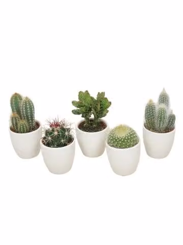 Set di 5 cactus in vaso di Vetroceramica bianca
