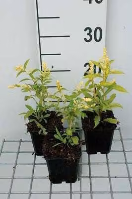 6 x Solidago hybr. 'Golden Mosa' - Verga d'oro - vaso 9 x 9 cm