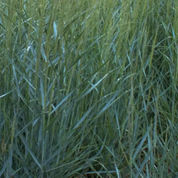 6 piante di Panicgrass 'Prairie Sky' (Panicum virgatum) | Vaso da 9x9 cm