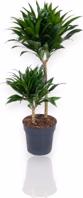 Gardenaria Dracaena fragrans 'Compacta' - Pianta da interno ornamentale Altezza: 130 cm (vaso 31)