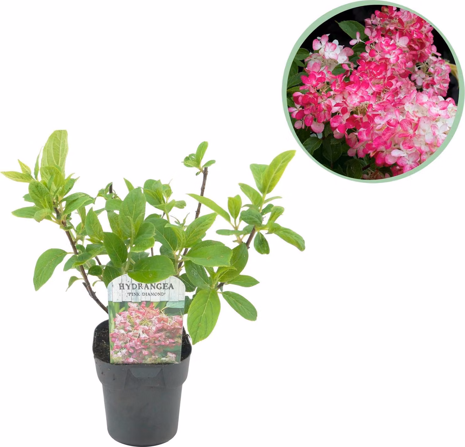 Ortensia a pannocchia - Hydrangea panniculata Pink Diamond - Fiori bianchi e