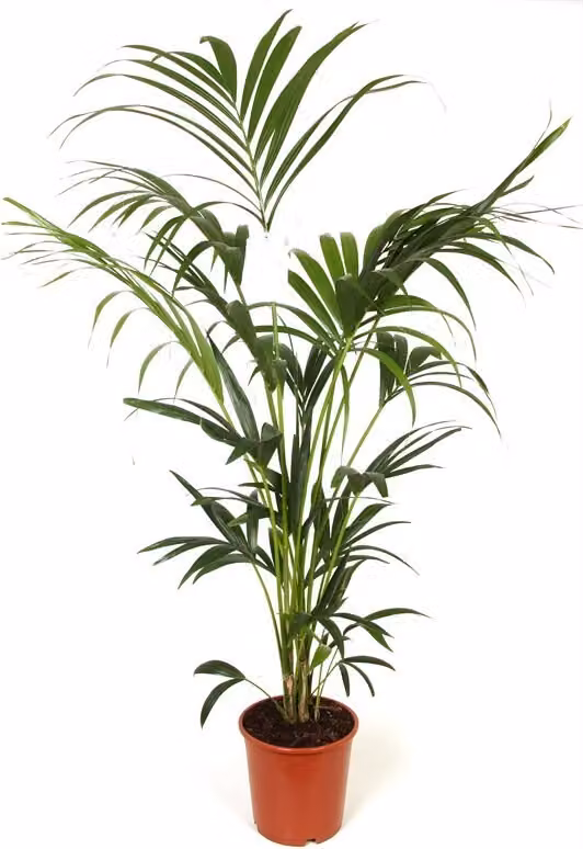 Palma Kentia 180-200 cm - Howea forsteriana Palma da interno - Grande pianta da interno in offerta