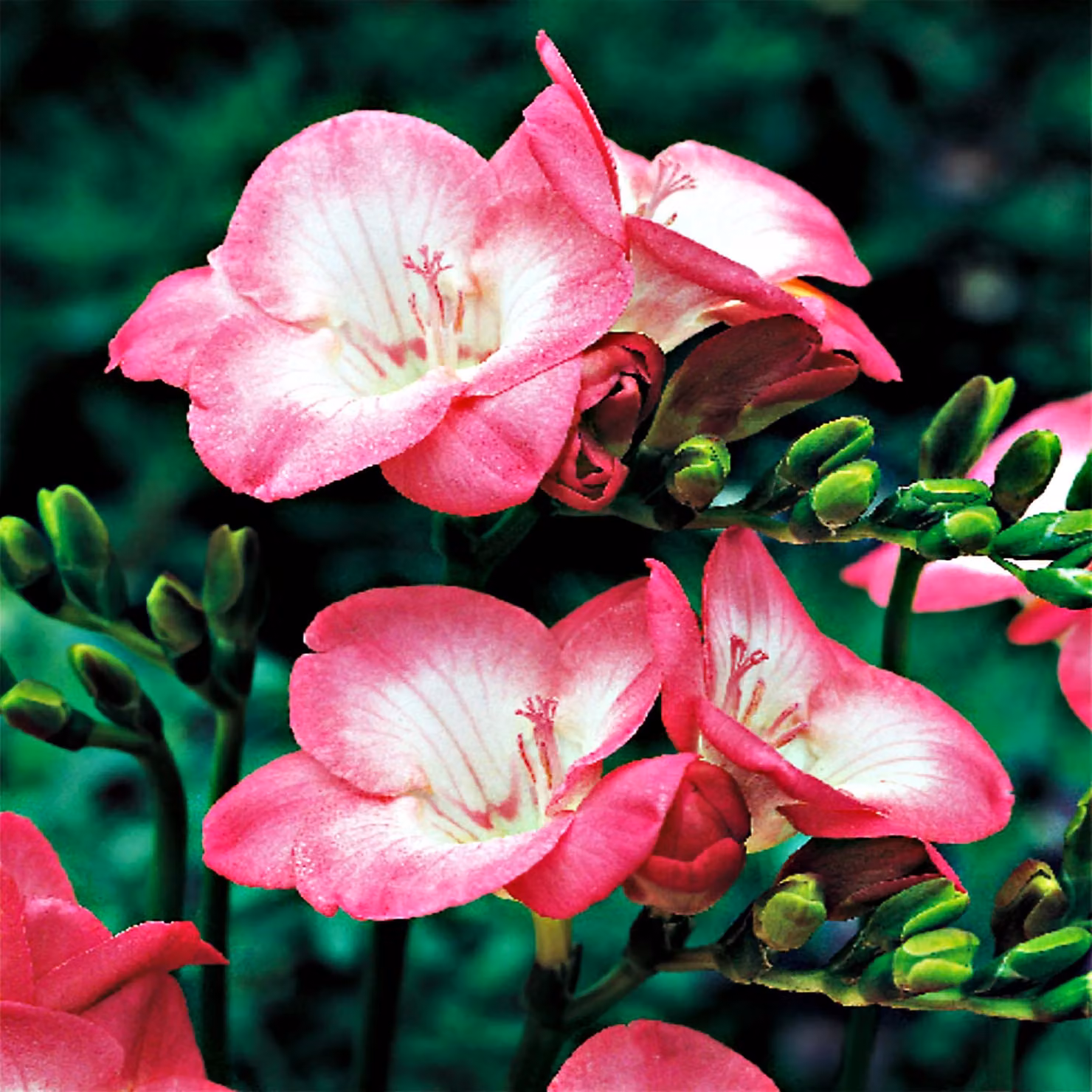 Bulbo Bulbo da fiore Pianta da vaso Pianta da taglio Fresia singola rosa 10 pz.