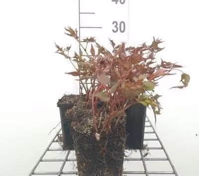 6 x Astilbe (j) 'Deutschland' - spirea magnifica - vaso 9 x 9 cm