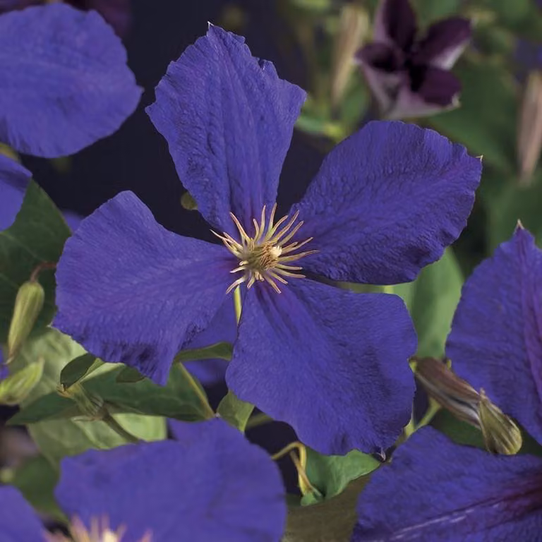 Clematis ‘Jackmanii’ 30–50 cm – clematide viola a fiore grande | pianta rampicante resistente al freddo per giardini e balconi