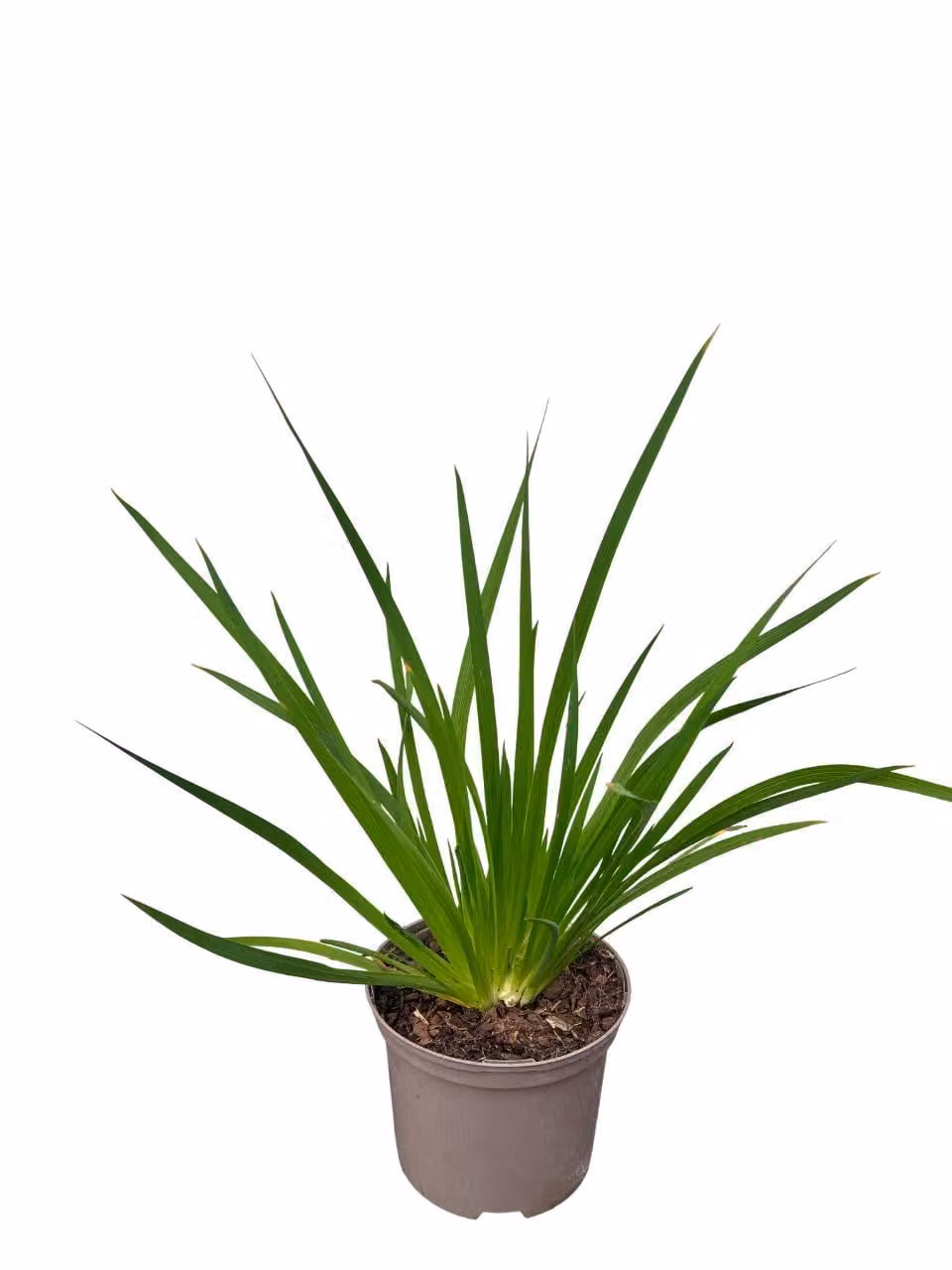 Libertia grandiflora - Libertia a fiore grande - Contenitore da 2 litri
