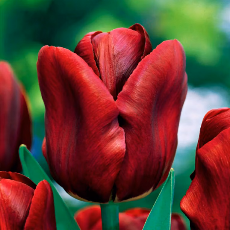 Tulipani Bulbi Bulbi Fiori Fioritura precoce Tulipano singolo Jan Reus 5 pz.