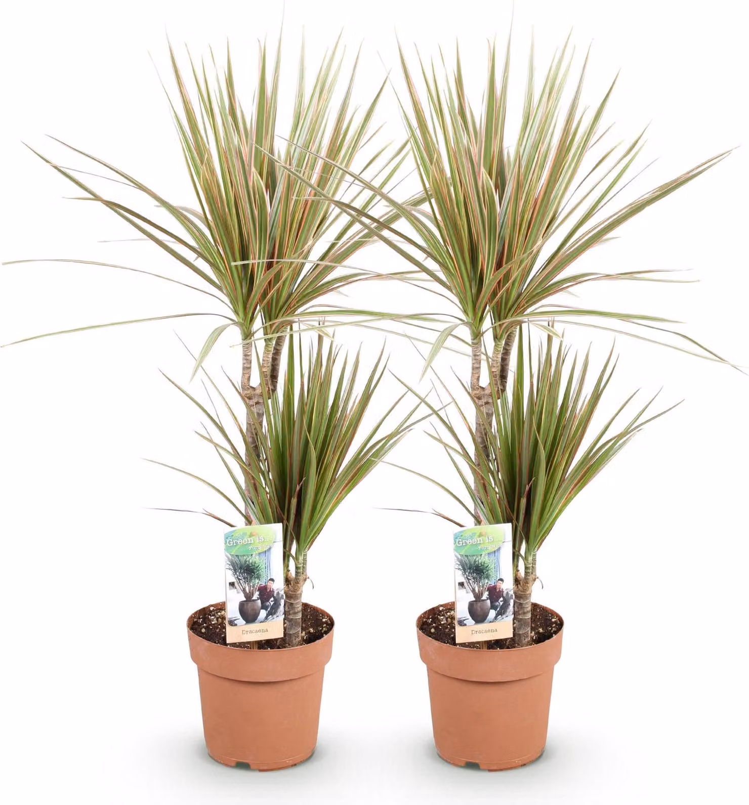Dracaena marginata Bicolor 2, facile da curare, albero del drago, 17cm, altezza