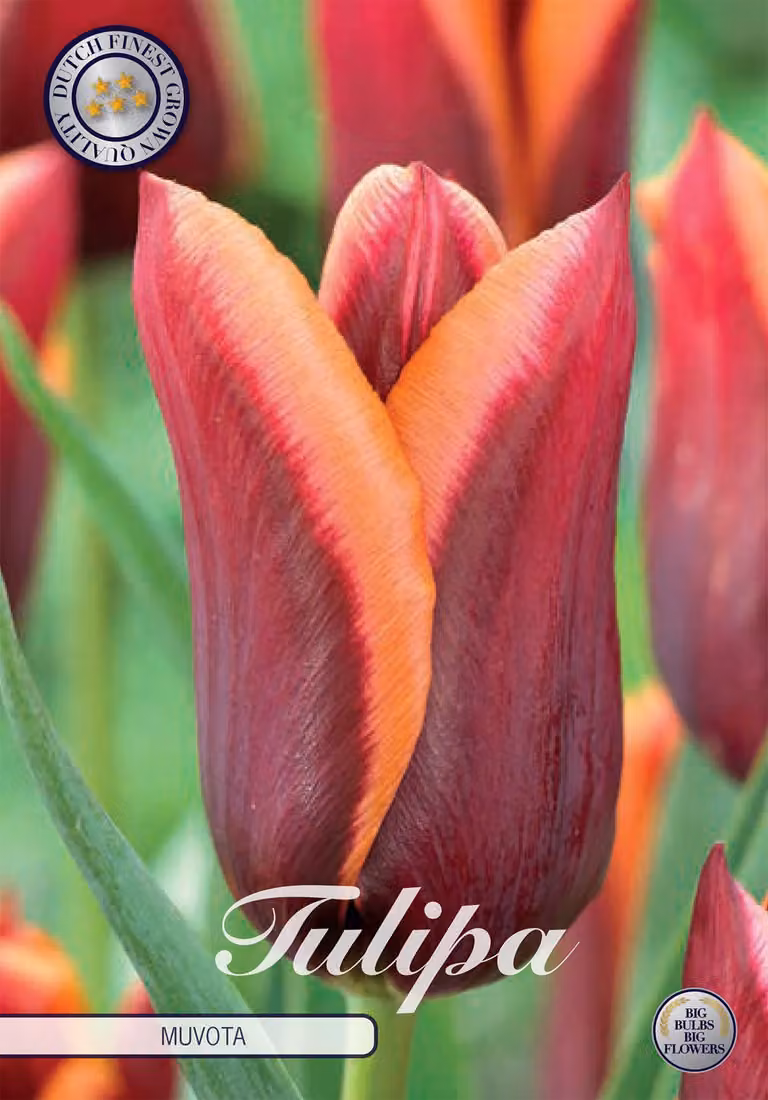 Tulipano Muvota (7 bulbi) | Bulbi di tulipano di Sam van Schooten
