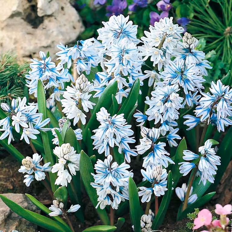 Bulbi da fiore Bulbi da fiore Puschkinia Libanotica - 20 pz.