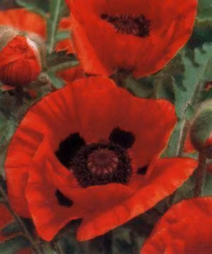 6 x Papaver or. 'Marcus Perry' - Papavero - vaso 9 x 9 cm