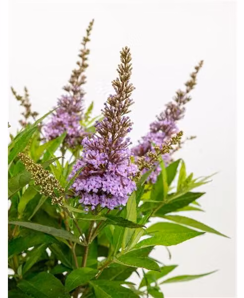 Buddleja dav. Butterfly Candy Little Lila 25-30 cm Butterfly lilac Summer lilac - Lilac spear