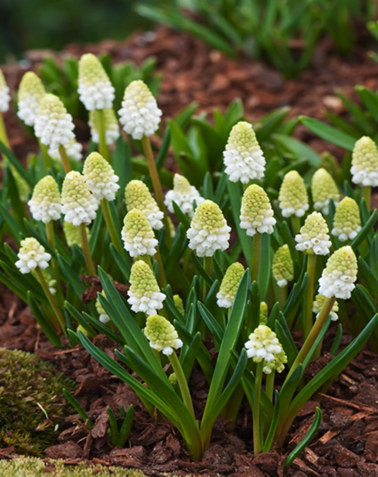 Bulbi di fiori di Muscari Bulbi di fiori di giacinto d'uva Alaska 10 pz.