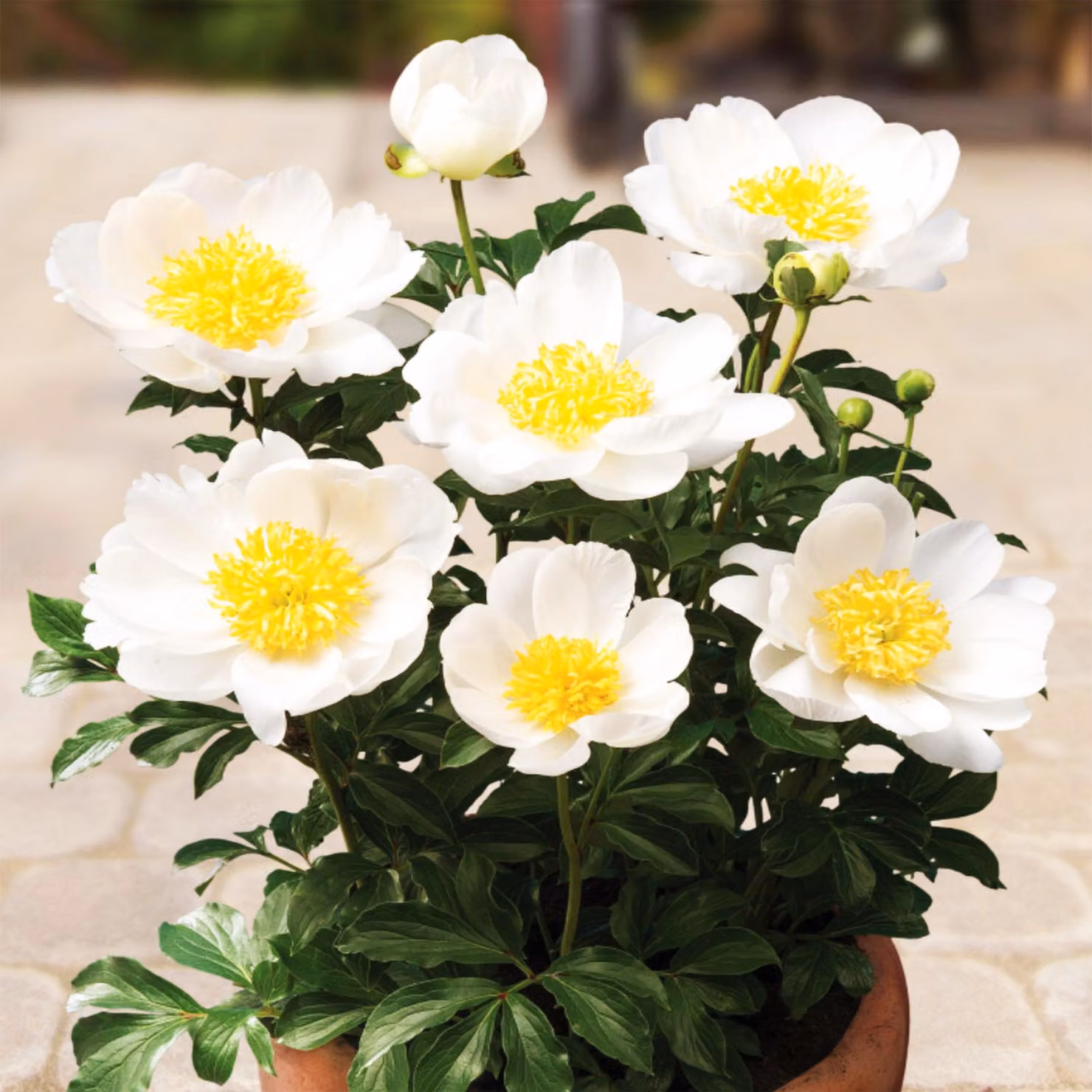 Peonia piantina Patio Dublin 1 pz Paeonia Peonie Piantine Profumate