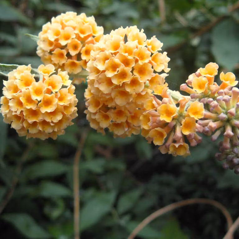 2 piante di buddleja (Buddleja weyeriana 'Sungold') | Altezza: 40-60 cm, fornite in vaso