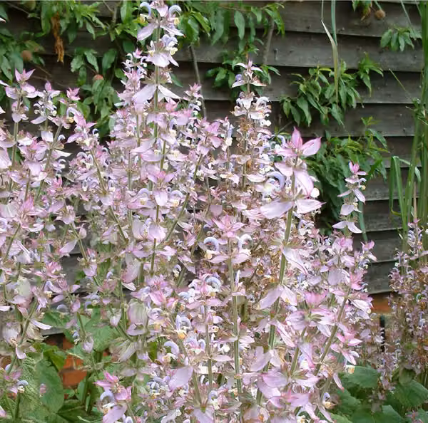 6 piantine di Salvia sclarea turkestanica (Muskateller), in vaso da 9x9 cm