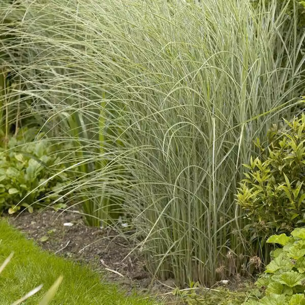 6 piante di *Miscanthus sinensis* "Morning Light" | Vaso da 9x9 cm
