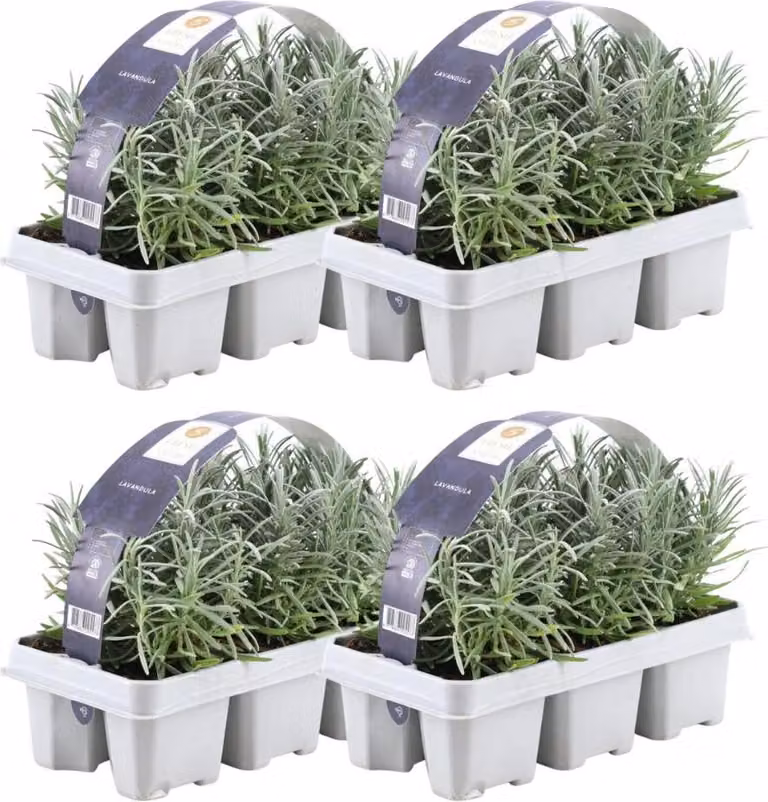 Lavanda vera - Lavandula angustifolia - 24 piantine - Ø7cm - Ø15cm - Resistente