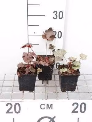 6 x Heuchera hybr. 'Black Beauty'® - campanula viola - vaso 9 x 9 cm