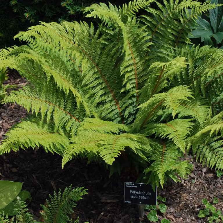 6 piante di felce *Polystichum aculeatum* (Big Daddy), con grandi foglie blu-grigie, in vaso da 9x9 cm