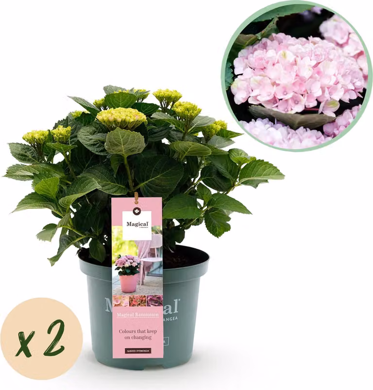 Hydrangea macrophylla Magical Revolution Pink - Ortensia da giardino - 2 piante