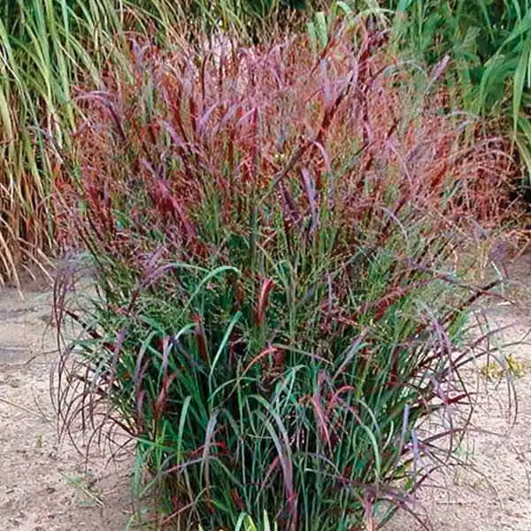 6 piante di Panicgrass "Squaw" (Panicum virgatum) | Vaso da 9x9 cm