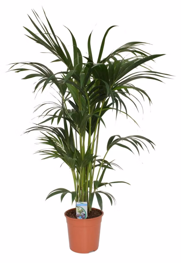 Palma Kentia 140-160 cm Howea forsteriana
