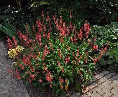 6 x Persicaria ampl. 'Red Baron' - Nodo delle candele - vaso 9 x 9 cm