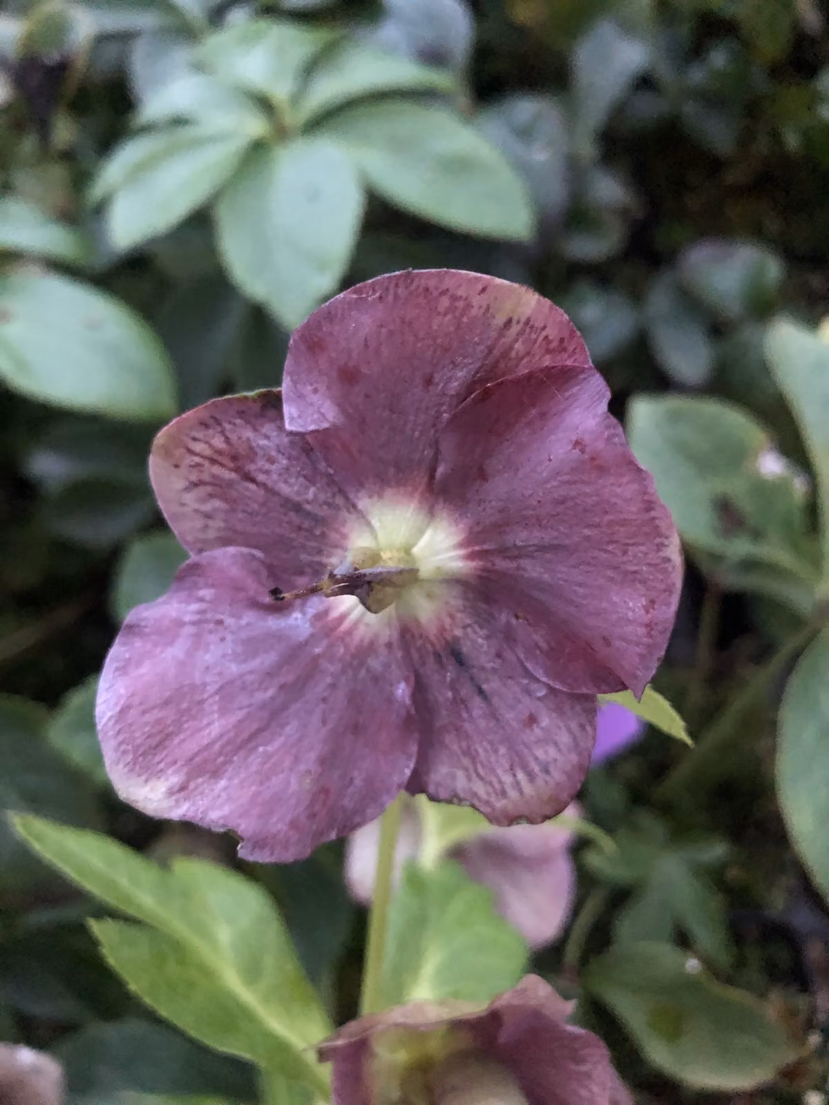 6 x Helleborus orientalis 'Pretty Ellen Purple' - elleboro - vaso 9 x 9 cm