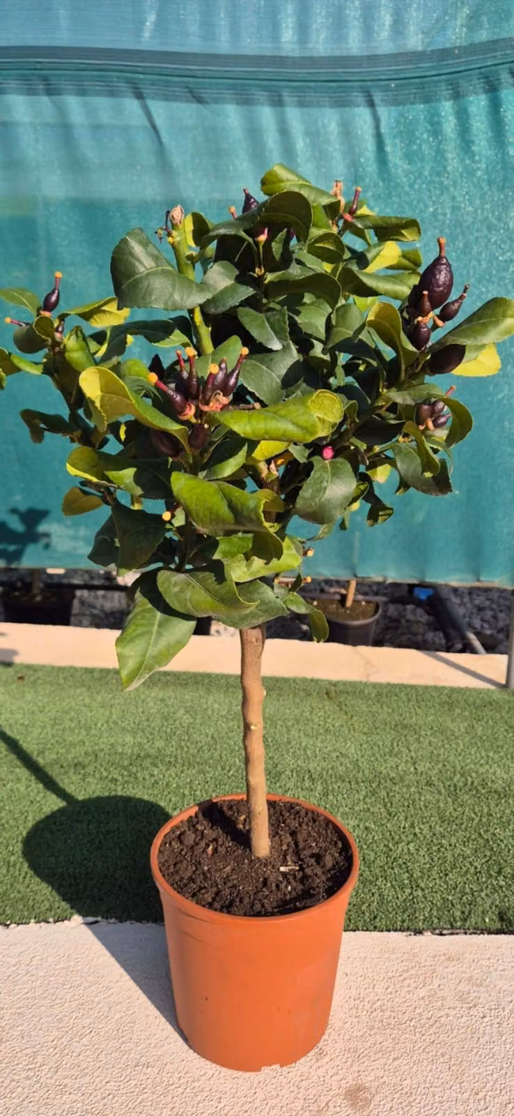 Stelo di limone 50-60 cm - Citrus Limon in vaso, pianta mediterranea in vaso per balcone, terrazza e giardino d'inverno