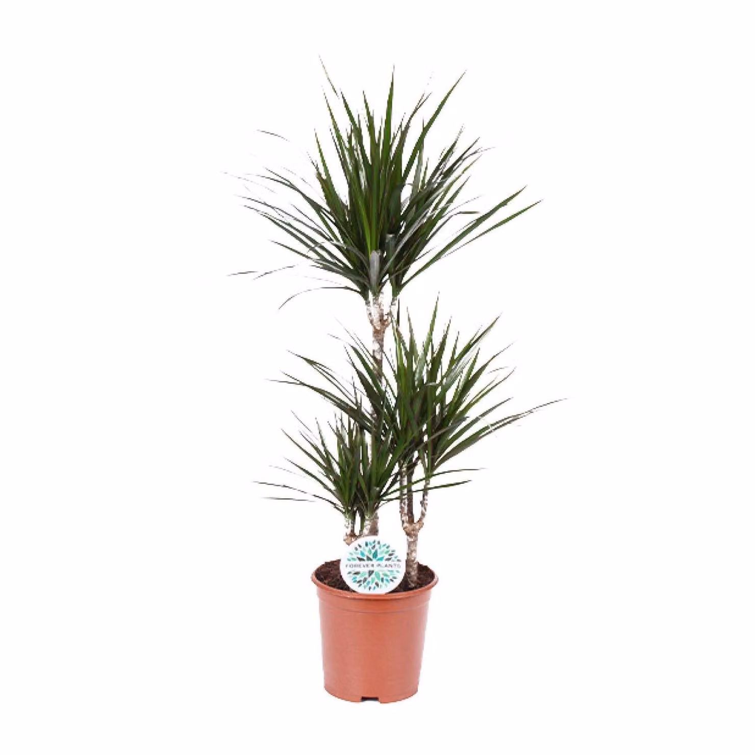 Meergroothandel Dracaena Marginata - 115 cm, Ø 21 cm