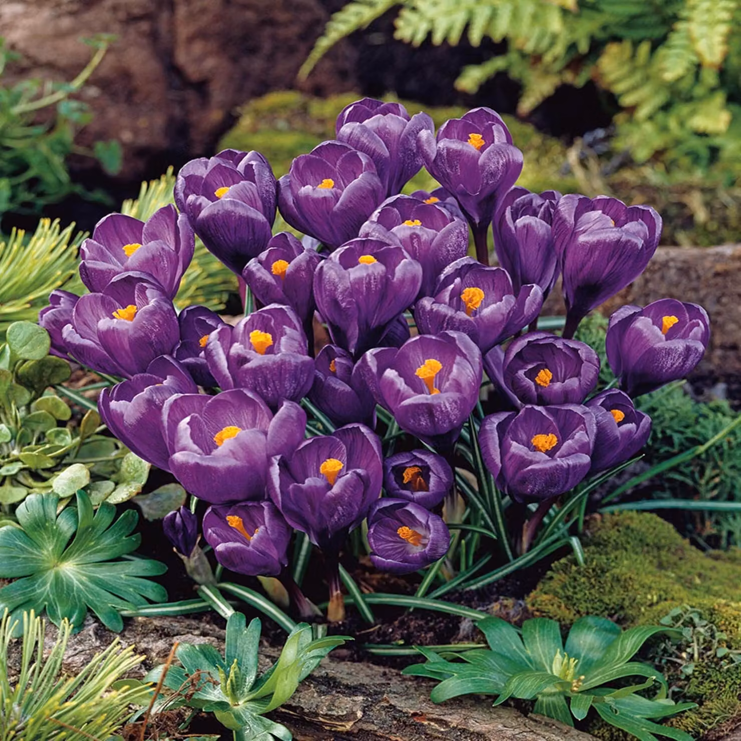Bulbi da fiore Bulbi Crocus a fiore grande Crocus Flower Record XXXL 10 pz.