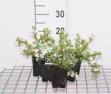 6 x Campanula posch. 'E.h. Frost' - Menta di montagna - vaso 9 x 9 cm