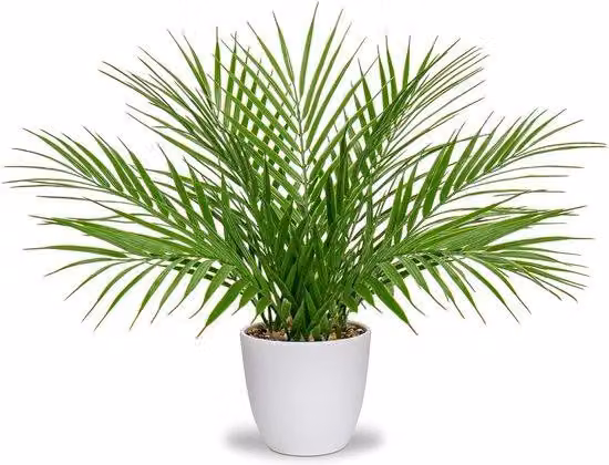 Palma in plastica, in vaso, decorazione moderna, ideale per soggiorno, balcone, camera da letto, bagno, come elemento decorativo per tavoli, colore bianco