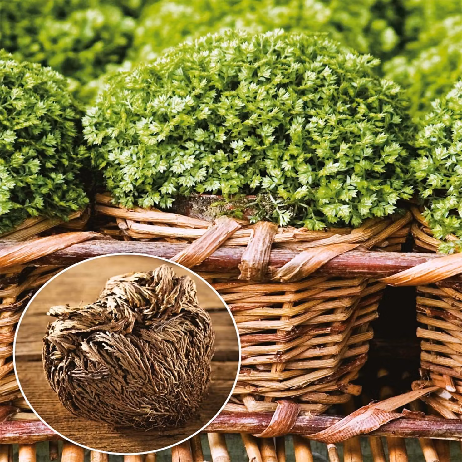 Selaginella Rosa di Gerico 1 piantina Rose