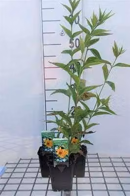 6 x Helianthus hybr. 'Lemon Queen' - Girasole - vaso 9 x 9 cm