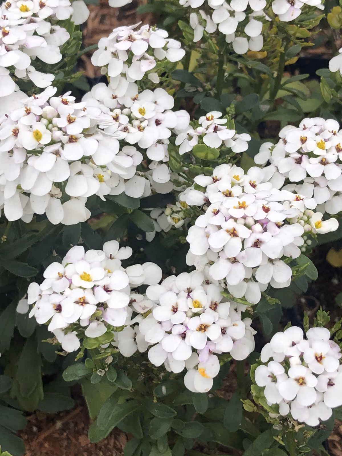 6 x Iberis 'Masterpiece'® - Fiore a nastro - vaso 9 x 9 cm