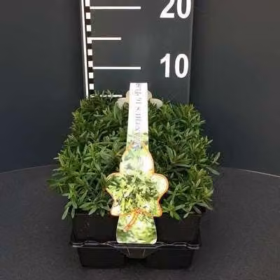 6 x Dianthus delt. 'Flashing Light' - Garofano - vaso 9 x 9 cm