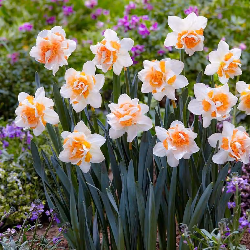 Bulbi di narciso resistenti al freddo, perenni - "Campanule di Pasqua" abbondanti - 25 bulbi di fiori - Piante profumate provenienti dall'Olanda - adatte per giardino e vasi (non semi, non prodotti artificialmente)
