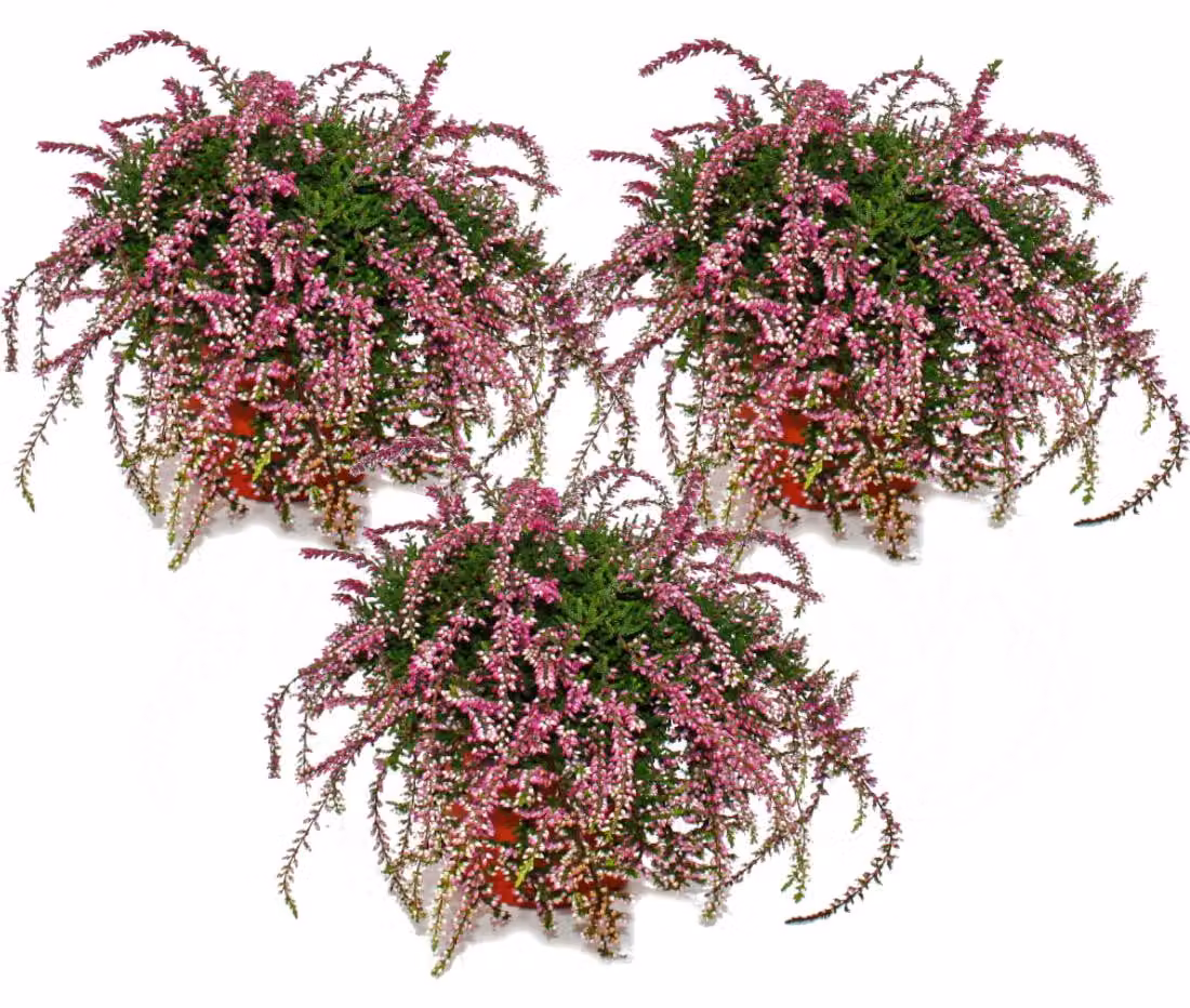 Set sospeso con 3 piante, cesto sospeso, tutte le piante sono resistenti al gelo, vaso da 12 cm, rosa
