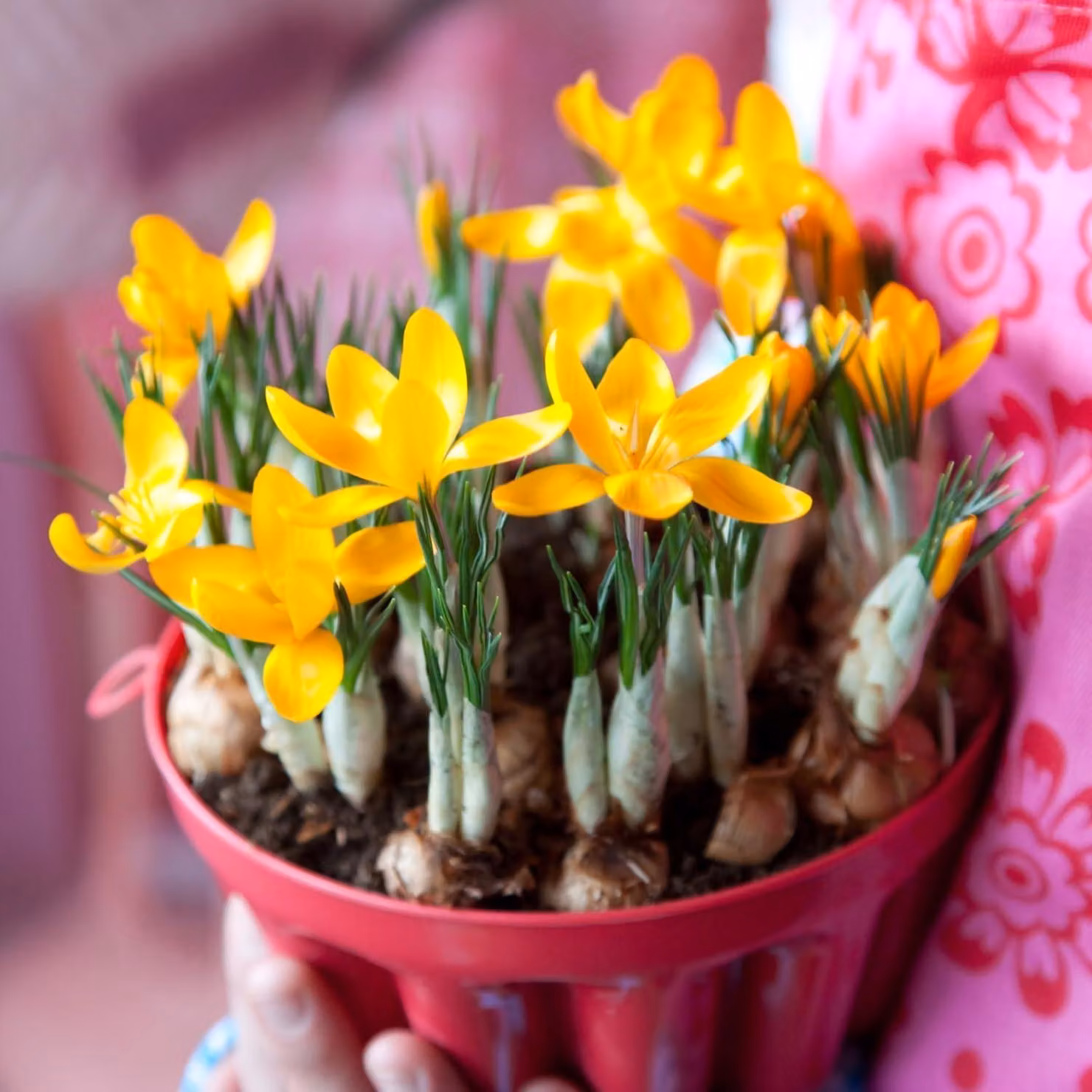 Bulbi di croco botanico, resistenti al freddo, perenni - colore giallo dorato - 50 esclusivi bulbi da fiore - piante vere provenienti dall'Olanda - ideali per giardino, balcone e vasi (non semi, non artificiali)