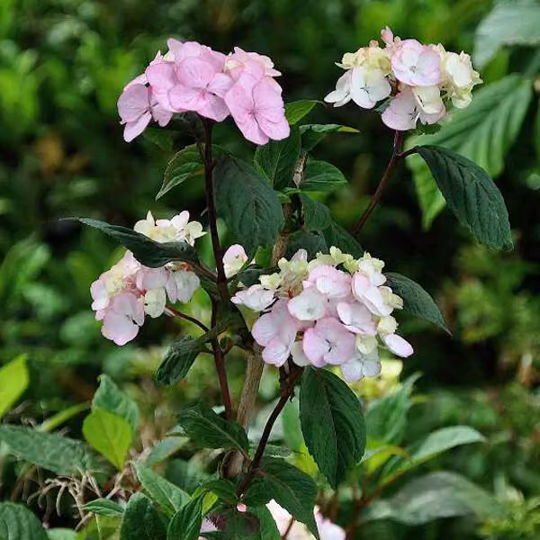 2 ortensie - Hydrangea serrata 'Preziosa', in vaso, altezza 25-30 cm