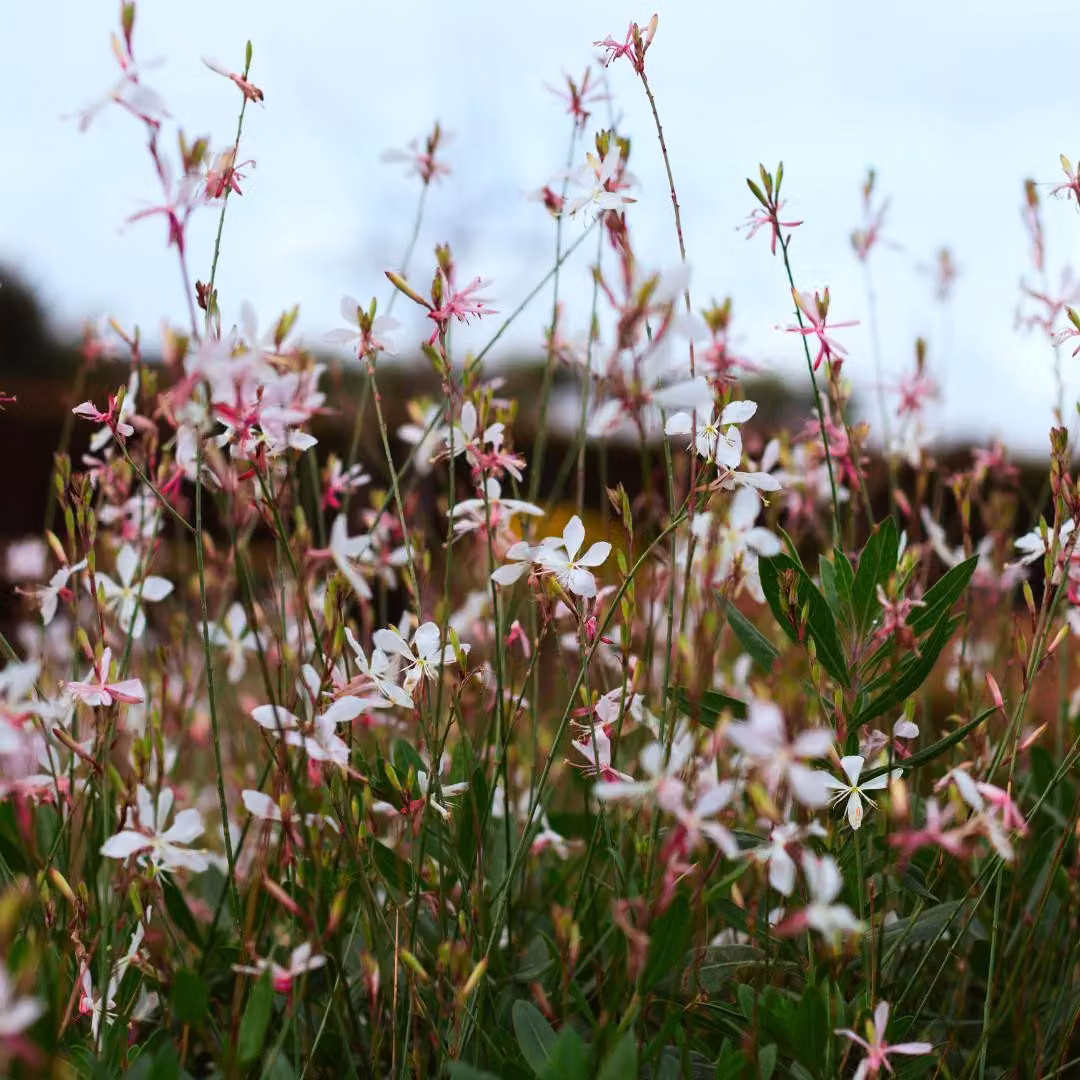 Gaura lindheimeri Siskiyou Pink - 48 piante - Ø9cm - Altezza 10-25cm - Candela