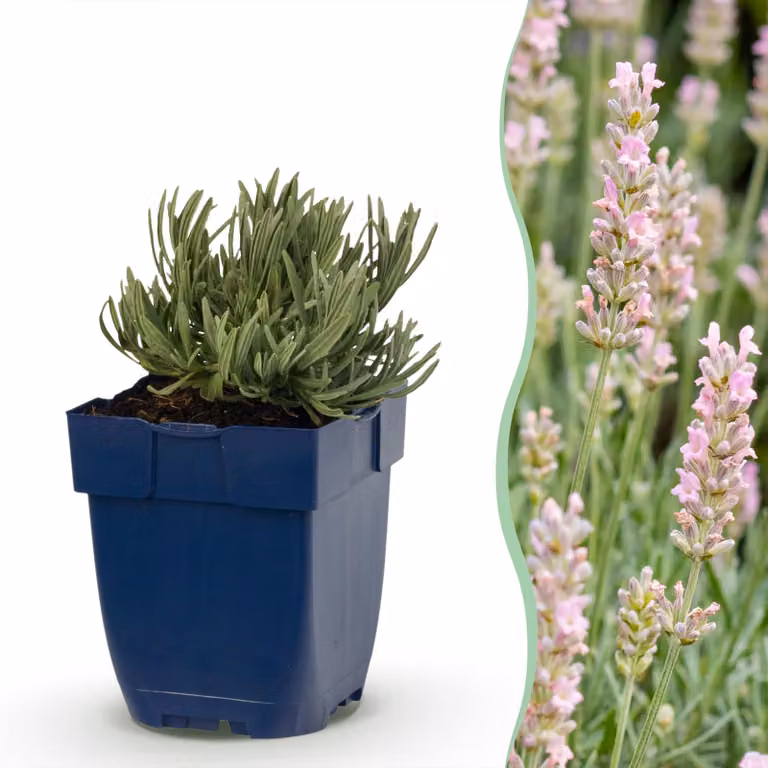 Lavandula ang. Rosea - Lavanda - Profumata - Rosa - 24 piante - 15-25cm - Ø11cm - Pianta da giardino
