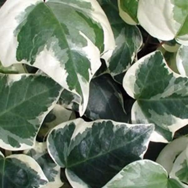 2 piante di edera nordafricana (Hedera algeriensis 'Gloire De Marengo'), altezza 50-60 cm, in vaso