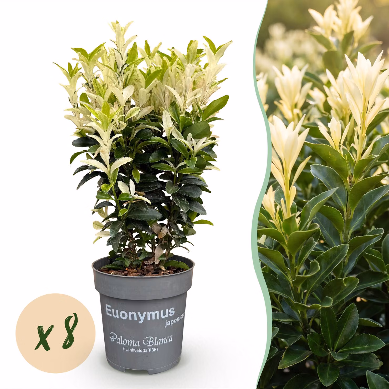 Euonymus japonica Paloma Blanca - Foglie verdi e bianche - 8 piante - 1 metro di lunghezza - Sempreverde - 20-35cm - Ø9cm - Pianta da giardino