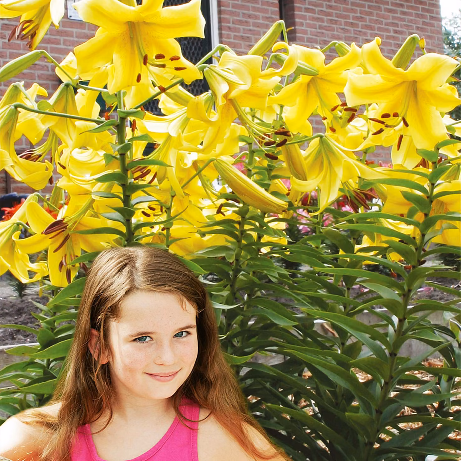 Lilia arborea Pontiac 1 pz. Lilie bulbi di giglio bulbi Profumati