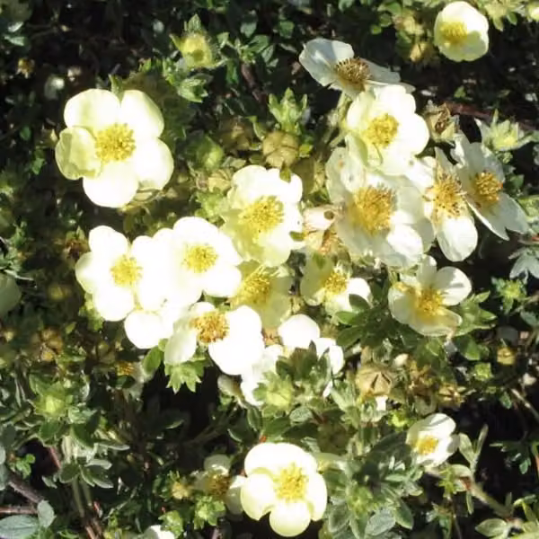 2 piante di Potentilla fruticosa 'Tilford Cream' (arbusto nano) | Altezza: 25-30 cm, in vaso