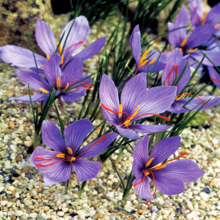 Bulbi da fiore Bulbi da fiore Crocus Autumn Crocus Sativus 5 pz.