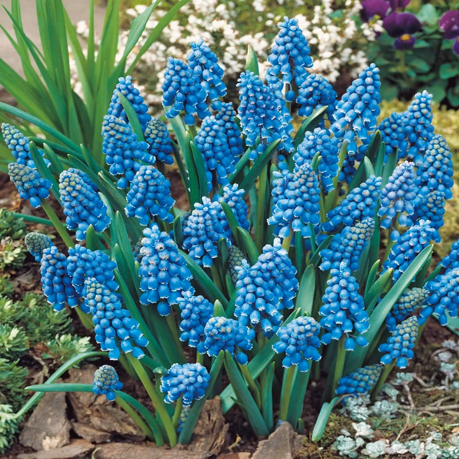 Bulbi di fiori di Muscari Bulbi di fiori di giacinto d'uva Armeniacum 10 pz.
